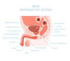Male Infertility, Reproductive problems