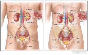 Cancer of Kidney, Bladder, Prostate and Testis